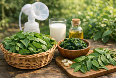 Daun Katuk: Sayuran Sederhana yang Ampuh Melancarkan ASI dan Menjaga Stamina