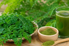 Manfaat Daun Kelor bagi Kesehatan: “Superfood” Lokal yang Mendunia
