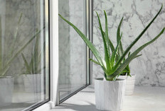 7 Bunga Hias Viral Memiliki Khasiat Yang Cocok Untuk Memperindah Ruangan Tamu