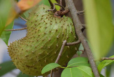 Manfaat Mengkosumsi Buah Sirsak Untuk Kesehatan Yang Jarang Orang Sadari
