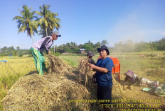 Tengkulak Patuhi HPP, Harga Gabah Tertinggi di Selagan Raya Capai Rp6.800 per Kilogram