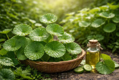 Daun Pegagan: Tanaman Liar yang Ternyata Baik untuk Otak dan Penyembuhan Luka