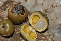 Kandungan Gizi dalam Buah Kulang Kaling