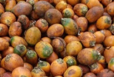 4 Manfaat Buah Pinang yang Belum Banyak Diketahui