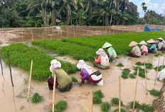 Petani Mukomuko Keluhkan Sulit Mencari Tukang Tanam Padi