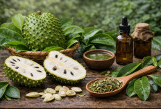 Daun Sirsak: Herbal Alami yang Diyakini Membantu Daya Tahan Tubuh dan Kesehatan Sel