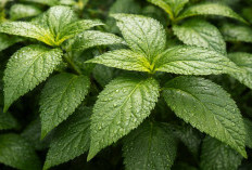 Daun Insulin: Tanaman Langka yang Disebut Bisa Membantu Mengontrol Gula Darah