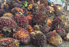 Petani Mukomuko Soroti Harga Sawit, Nilai Jual Masih Tertinggal dari Daerah Lain