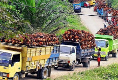 Produksi Turun Drastis, Harga TBS Bertahan Diatas Rp 3 Ribu Per Kilogram