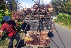 Harga TBS Sawit Terjun Bebas, Toke Sawit Rem Pembelian Buah Petani