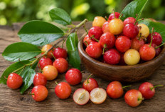 Manfaat Buah Kersen bagi Kesehatan: Buah Kecil Manis yang Kaya Nutrisi dan Antioksidan