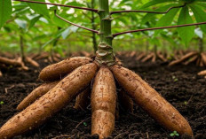 Pilar Kokoh dari Tanah: Mengungkap Manfaat Singkong sebagai Penjaga Kesehatan Tulang