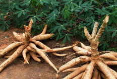 Inovasi Rasa dari Akar Bumi: Mengolah Singkong Menjadi Sajian Mewah dan Kreatif