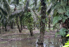 Air Sungai Teramang Meluap, 37 Rumah di Kecamatan Pondok Suguh Terendam