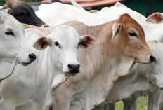 Efek Ekonomi Sulit, Peserta Qurban Di masijid Baiturahmah  Turun Hingga 50 Persen