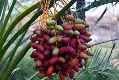 Jangan Salah Pilih! Inilah Panduan Lengkap Memilih Kurma Berkualitas untuk Kesehatan Keluarga