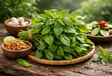 Daun Kemangi: Lalapan Sederhana yang Ternyata Kaya Antioksidan dan Baik untuk Pencernaan