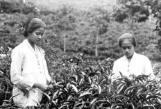 Orang Sunda Tidak Mau Disebut Orang Jawa Walau Berasal Dari Pulau Jawa, Ternyata Ini Alasannya