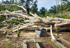 Hujan Disertai Badai Terjang Mukomuko, Sejumlah Pohon Tumbang