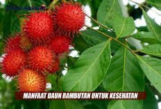 Daun Rambutan Tak Hanya Jadi Limbah, Ini Potensi Manfaatnya bagi Kesehatan