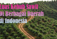 Daerah Provinsi Dengan Kebun Sawit Terluas dan Paling Sedikit di Indonesia