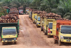 Harga TBS Sawit Di Mukomuko Masih Aman Setelah Lebaran Idul Fitri