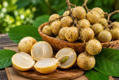Manfaat Buah Rambai bagi Kesehatan: Buah Langka Nusantara yang Kaya Vitamin dan Serat