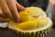 Beranyut, Varietas Durian Yang Berasal Dari Indonesia