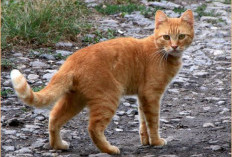 Pahlawan Berbulu Oranye: Kisah Inspiratif Kucing Oren yang Mengubah Jalan Hidup Manusia