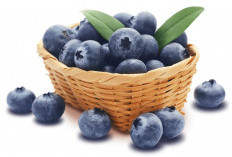 5 Tips Memilih dan Menyimpan Blueberry Segar agar Tetap Fresh dan Bergizi