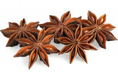 Kandungan Nutrisi Bunga Lawang: Anetol, Shikimic Acid, dan Senyawa Penting Lainnya!