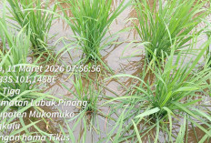 Petani Arah Tiga Kewalahan Menghadapi Hama Tikus Yang Merusak Tanaman Padi