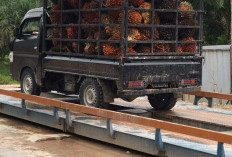 Dinas Perdagangan Mukomuko Akan Turun Cek Keakuran Timbangan Milik Perusahaan