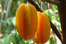 Manfaat Buah Belimbing bagi Kesehatan: Buah Segar dengan Kandungan Nutrisi yang Menyehatkan