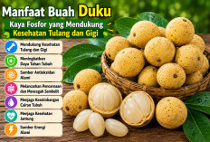 Manfaat Buah Duku bagi Kesehatan: Kaya Fosfor yang Mendukung Kesehatan Tulang dan Gigi