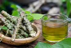 Manfaat Brotowali bagi Kesehatan: Tanaman Pahit yang Kaya Potensi Herbal