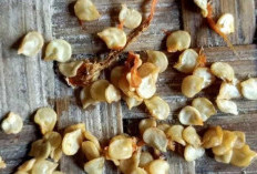 Biji-Biji Ini yang Sering Ditemukan pada Penderita Usus Buntu