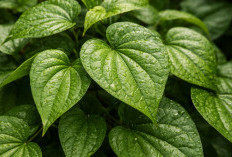 Daun Sirih: Warisan Tradisional yang Ampuh untuk Kesehatan Mulut dan Luka Ringan