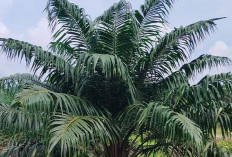 Olahan Daun Sawit untuk Peternakan: Mengubah Limbah Menjadi Sumber Pakan Bernilai