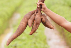 Ubi Ternyata Bukan Tanaman Asli Dari Indonesia, Ini Asal Usul Masuknya Singkong