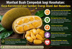 Manfaat Buah Cempedak bagi Kesehatan: Kaya Karotenoid dan Sumber Energi Alami dari Nusantara