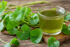 Manfaat Pegagan bagi Kesehatan: Tanaman Liar yang Dijuluki Herbal Otak