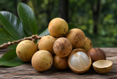 Manfaat Buah Menteng bagi Kesehatan: Si Kecil dari Hutan yang Jarang Dikenal