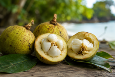 Manfaat Buah Mundu bagi Kesehatan: Buah Langka dari Pesisir dengan Rasa Unik