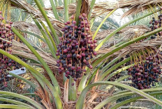 Negara-Negara Penghasil Buah Kurma Terbesar di Dunia