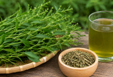 Manfaat Sambiloto bagi Kesehatan: Herbal Pahit yang Sudah Lama Dikenal