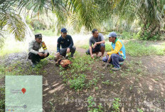 Ninja Sawit Kembali Beraksi, Gasak Banyak TBS di Desa Tirta Makmur