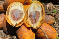 Harga Sawit Jatuh, Warga Mulai Beralih Cari Buah Pinang