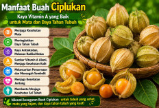 Manfaat Buah Ciplukan bagi Kesehatan: Kaya Vitamin A yang Baik untuk Mata dan Daya Tahan Tubuh