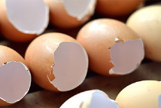 Manfaat Cangkang Telur Yang Dianggap Sampah